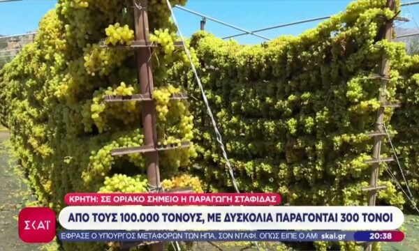 Κρήτη: Σε οριακό σημείο η παραγωγή σταφίδας – Από τους 100.000 τόνους με δυσκολία στους 300