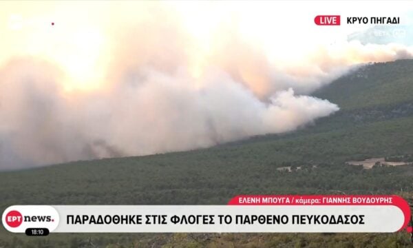 Κρύο Πηγάδι: Παραδόθηκε στις φλόγες το παρθένο πευκοδάσος