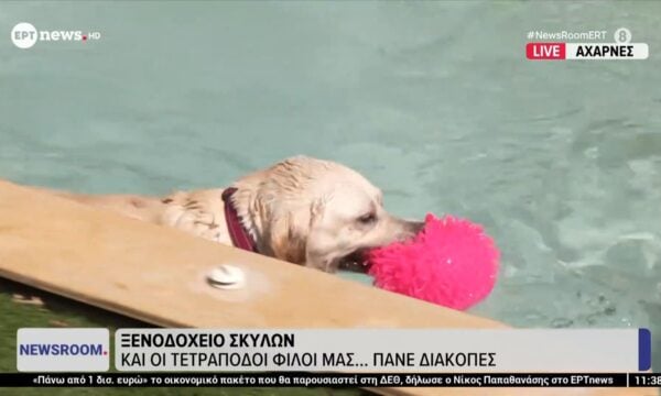 Ξενοδοχείο σκύλων: Και οι τετράποδοι φίλοι μας…πάνε διακοπές