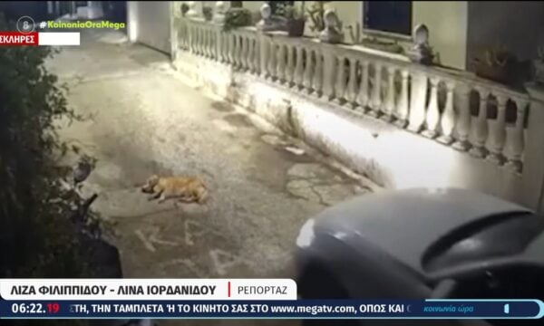 Κτηνωδία στην Κέρκυρα: Οδηγός πάτησε και σκότωσε σκύλο που ήταν ξαπλωμένος στο δρόμο