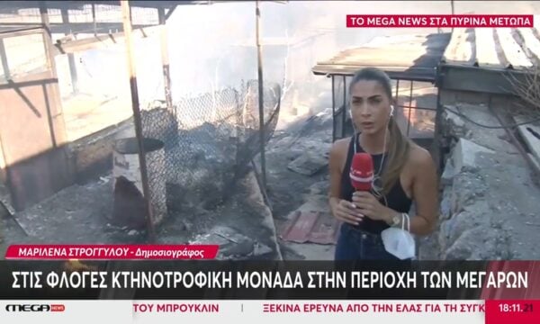 Mέγαρα: Αποπνικτική η ατμόσφαιρα, εγκλωβισμένα ζώα σε κτηνοτροφική μονάδα