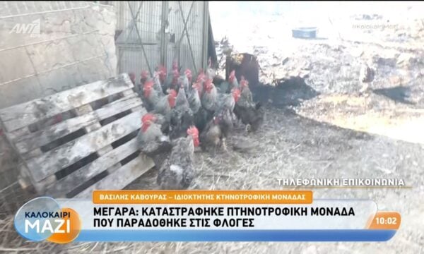 Μέγαρα: Καταστράφηκε πτηνοτροφική μονάδα που παραδόθηκε στις φλόγες – Καλοκαίρι Μαζί – 04/08/2026