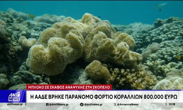 Μπλόκο σε σκάφος αναψυχής στη Σκόπελο: Η ΑΑΔΕ βρήκε παράνομο φορτίο κοραλλιών 800.000 ευρώ
