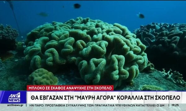 Μπλόκο σε σκάφος αναψυχής στη Σκόπελο: Θα έβγαζαν στη “μαύρη αγορά” κοράλλια στη Σκόπελο