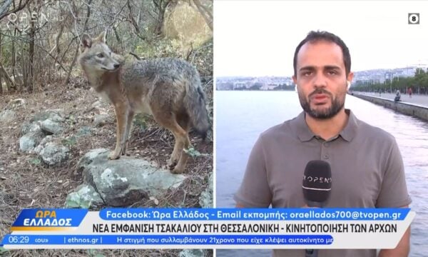 Νέα εμφάνιση τσακαλιού στη Θεσσαλονίκη