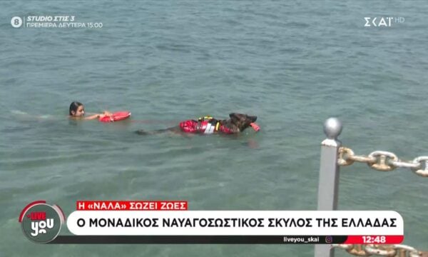 Ο μοναδικός ναυαγοσωστικός σκύλος της Ελλάδας – Η “Νάλα” σώζει ζωές