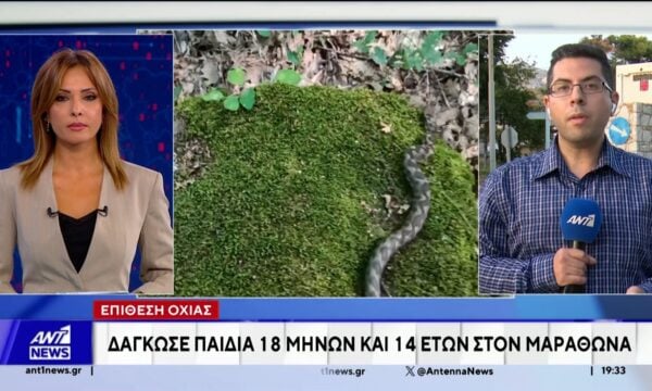 Οχιά επιτέθηκε σε αγοράκι μόλις 18 μηνών, στην αυλή του σπιτιού του, στον Μαραθώνα