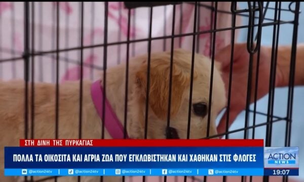Οι σιωπηλοί επιζώντες των πυρκαγιών – Σε καταφύγια φιλοξενίας οικόσιτα και ζώα συντροφιάς