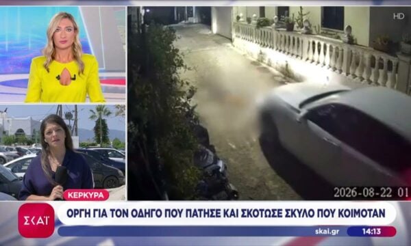 Οργή για την οδηγό πάτησε και σκότωσε σκύλο που θυμόταν – Οδηγείται στον εισαγγελέα