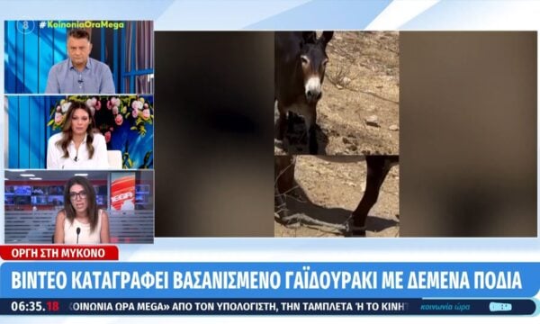 Οργή στη Μύκονο: Βίντεο καταγράφει βασανισμένο γαϊδουράκι με δεμένα πόδια