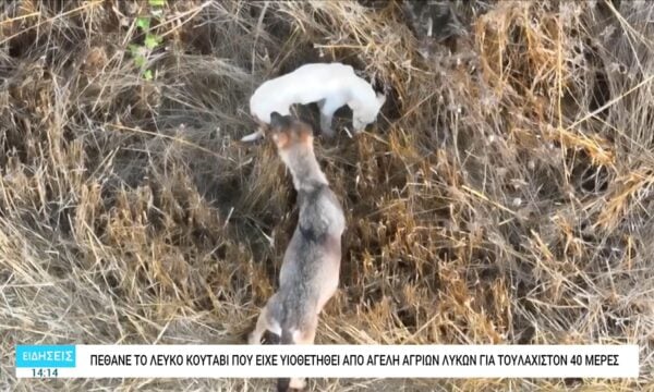 Πέθανε το λευκό κουτάβι που είχε «υιοθετηθεί» από αγέλη άγριων λύκων – Θλίψη αλλά και αντιδράσεις στο διαδίκτυο