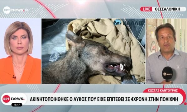 Πολίχνη: Ακινητοποιήθηκε ο λύκος που είχε επιτεθεί σε 4χρονη