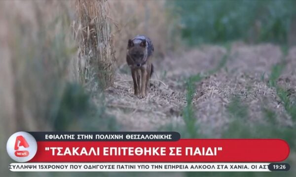 Πολίχνη Θεσσαλονίκης: Τσακάλι επιτέθηκε σε παιδί και το τραυμάτισε στο πρόσωπο
