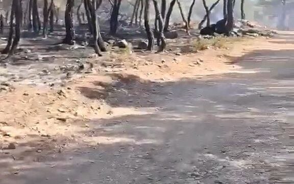 Πώς οι αντιπυρικές ζώνες έσωσαν δάση στη Δυτική Αττική