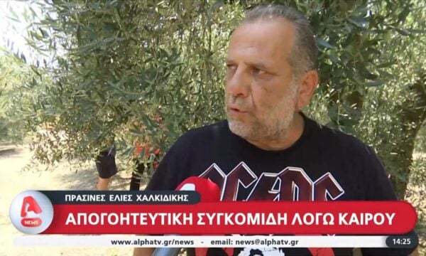 Πράσινες ελιές Χαλκιδικής: Απογοητευτική συγκομιδή λόγω καιρού