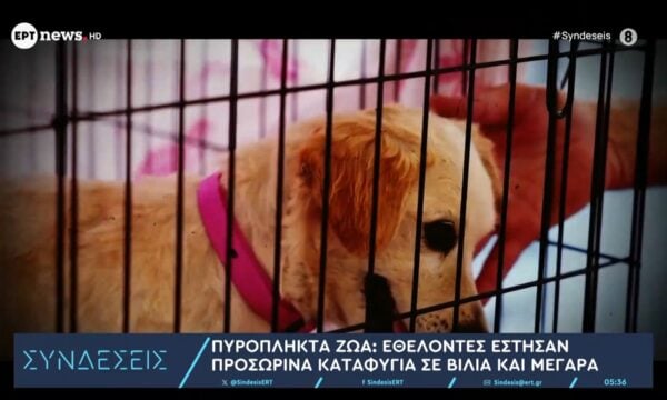 Πυρόπληκτα ζώα: Εθελοντές έστησαν προσωρινά καταφύγια σε Βίλια και Μέγαρα