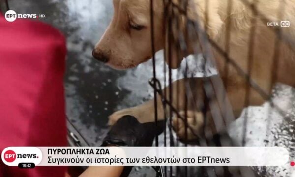 Πυρόπληκτα ζώα: Εθελοντές και διασώστες έστησαν προσωρινά καταφύγια σε Βίλια και Μέγαρα