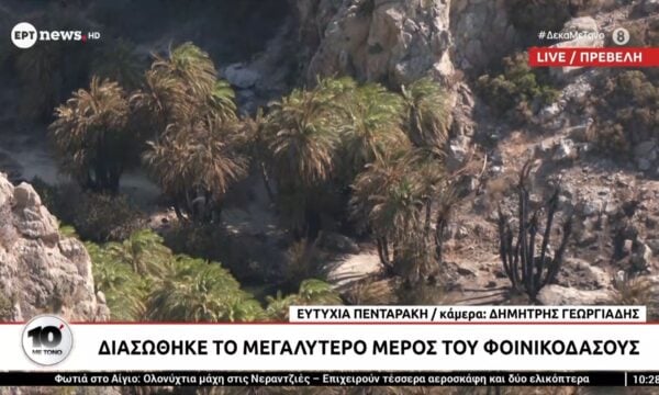 Ρέθυμνο: Διασώθηκε το μεγαλύτερο μέρος του Φοινικοδάσους