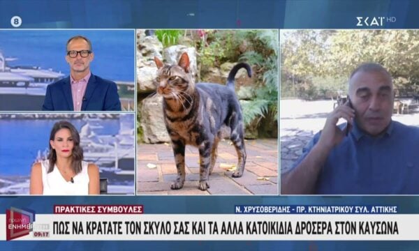 Σοκ από τα φαινόμενα κτηνωδίας σε Καλάβρυτα και Κέρκυρα – Πως να κρατάτε δροσερά τα κατοικίδια στον καύσωνα
