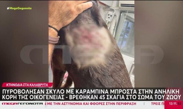 Σοκ στα Καλάβρυτα: Πυροβόλησαν σκύλο με καραμπίνα μπροστα στην ανήλικη κόρη της οικογένειας