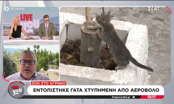 Σοκ στο Αγρίνιο: Εντοπίστηκε γάτα χτυπημένη από αεροβόλο