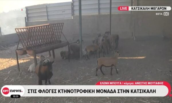 Στις φλόγες κτηνοτροφική μονάδα στην Κατσικάλη