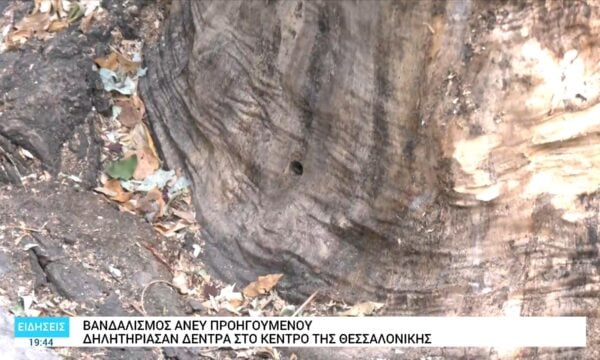 Θεσσαλονίκη: Άγνωστοι έριξαν δηλητήριο σε δέντρα τρυπώντας τους κορμούς τους στο κέντρο της πόλης