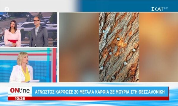 Θεσσαλονίκη: Άγνωστος κάρφωσε 20 μεγάλα καρφιά σε μουριά