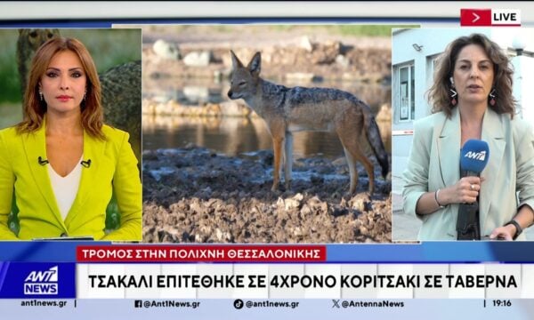 Τον τρόμο σκόρπισε ένα τσακάλι σε ταβέρνα στην Πολίχνη Θεσσαλονίκης