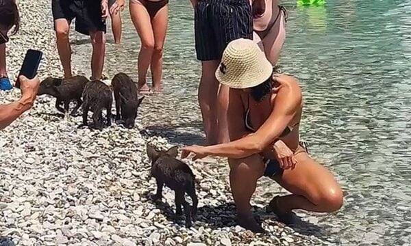 Tourists travel to Atokos Island, Greece to see wild boars frolicking on beach
