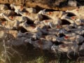 Ευλογιά αιγοπροβάτων: Μέχρι τις 3 Σεπτεμβρίου τα προληπτικά μέτρα στην Κρήτη