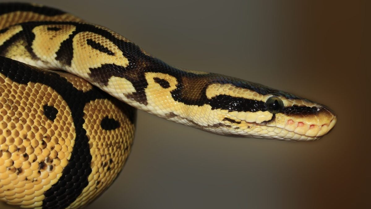 Πύθωνας υποβλήθηκε σε πρωτοποριακή αντικαρκινική θεραπεία