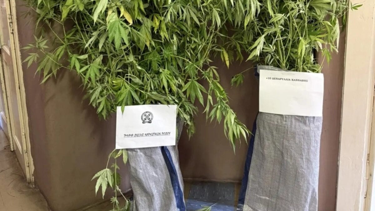 Ρόδος: Συνελήφθη 60χρονη για καλλιέργεια κάνναβης – Κατασχέθηκαν 10 δενδρύλλια 2 Ρόδος: Συνελήφθη 60χρονη για καλλιέργεια κάνναβης – Κατασχέθηκαν 10 δενδρύλλια