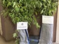 Ρόδος: Συνελήφθη 60χρονη για καλλιέργεια κάνναβης – Κατασχέθηκαν 10 δενδρύλλια
