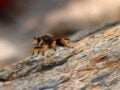 Εύβοια: 64χρονος έπαθε αλλεργικό σοκ από τσίμπημα σφήκας και πέθανε