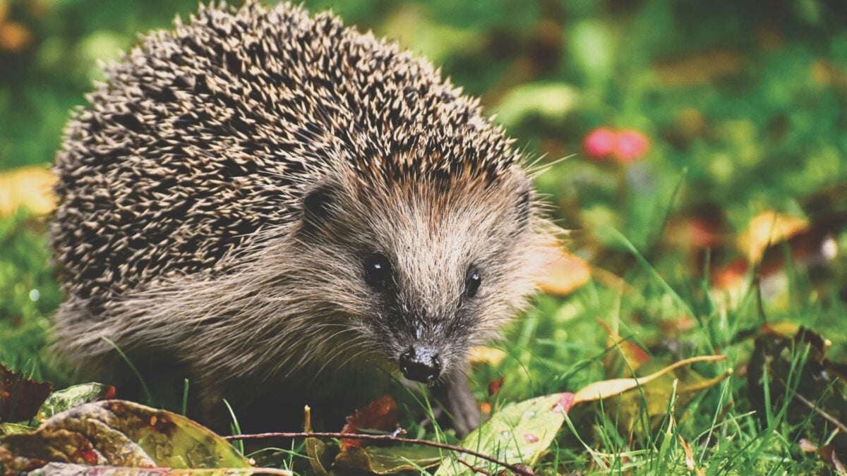 Γερμανία: Σκαντζόχοιρος έθεσε σε λειτουργία τον συναγερμό σούπερ-μάρκετ – «Δεν είχε… εγκληματική πρόθεση» 1 Γερμανία: Σκαντζόχοιρος έθεσε σε λειτουργία τον συναγερμό σούπερ-μάρκετ – «Δεν είχε… εγκληματική πρόθεση»