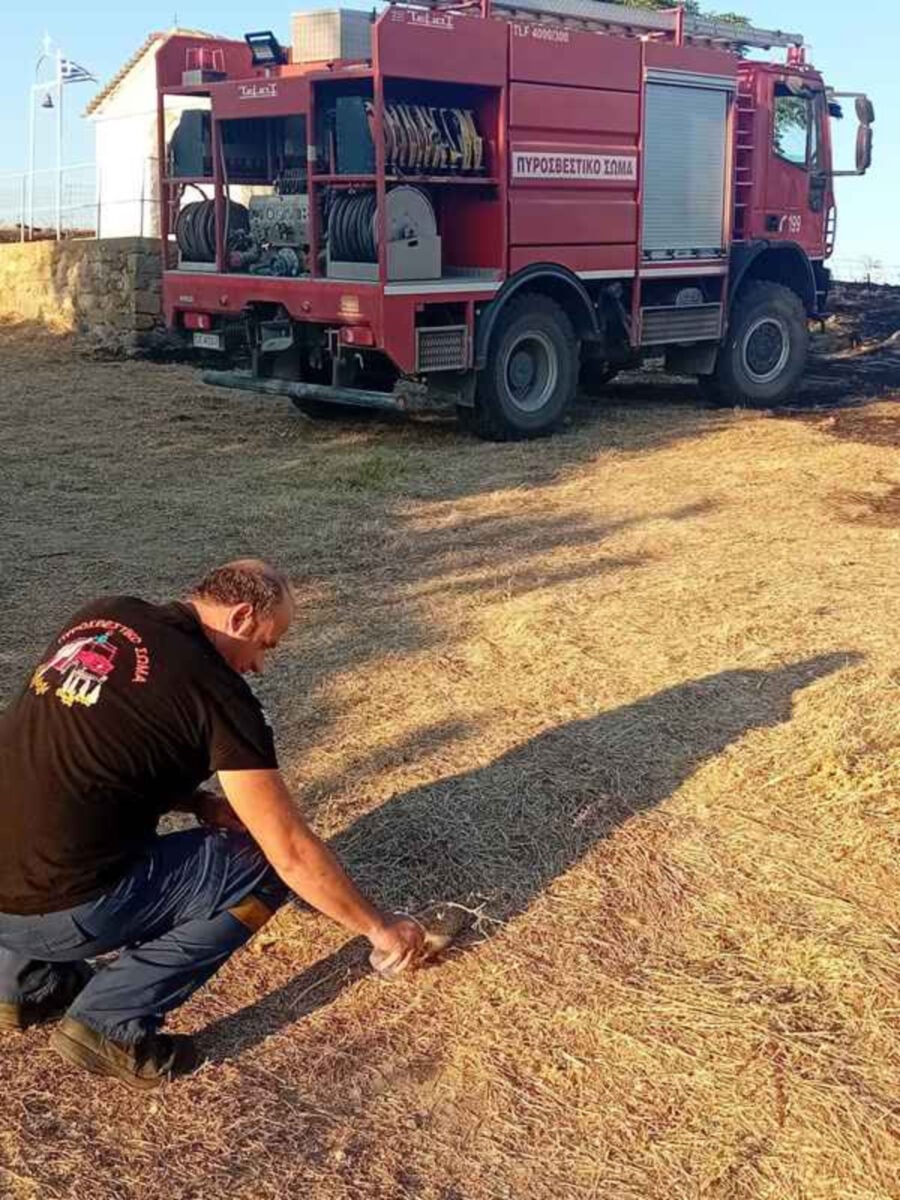Λήμνος: Πυροσβέστης έδωσε νερό σε μικρό σκαντζόχοιρο μέσα στα αποκαΐδια 11 Πυροσβέστης δίνει νερό σε σκαντζόχοιρο μετά τη φωτιά στη Λήμνο