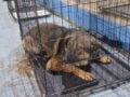 Φωτιά στο Πόρτο Γερμενό: Δεκάδες ζώα μεταφέρθηκαν στο γήπεδο στα Βίλια
