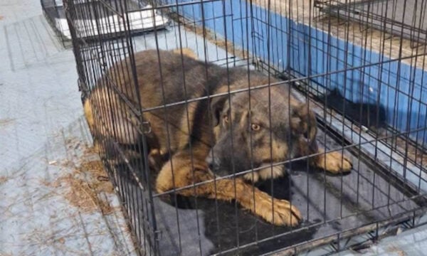 Φωτιά στο Πόρτο Γερμενό: Δεκάδες ζώα μεταφέρθηκαν στο γήπεδο στα Βίλια