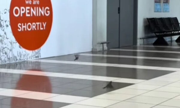 Θεσσαλονίκη: Σπουργίτια πετούν μέσα στο αεροδρόμιο «Μακεδονία» – Βίντεο με τους φτερωτούς «επιβάτες»