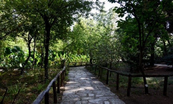 Σύλληψη για τη φωτιά στον Βοτανικό Κήπο Χαϊδαρίου – Ξέσπασε από θαμνοκοπτικό μηχάνημα