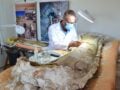 Βραζιλία: Ανακαλύφθηκε νέος γιγάντιος δεινόσαυρος 20 μέτρων πριν από 120 εκατ. χρόνια