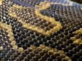 Δεν κάνουν όλα τα φίδια αυγά – 3 στα 10 γεννούν κατευθείαν ζωντανά μικρά (Vid)