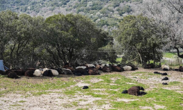Λέσβος: Παράταση και αναστολή φορολογικών υποχρεώσεων για πληγέντες από τον αφθώδη πυρετό