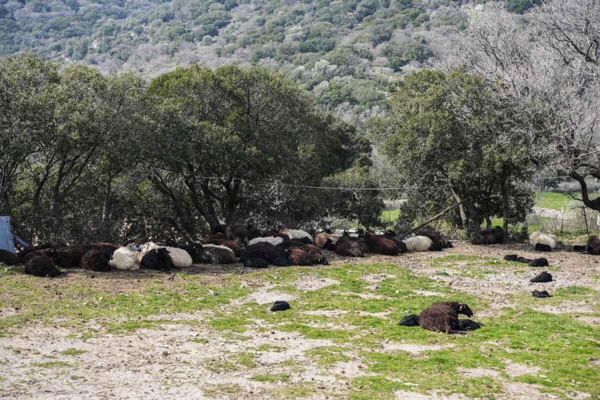 Λέσβος: Παράταση και αναστολή φορολογικών υποχρεώσεων για πληγέντες από τον αφθώδη πυρετό