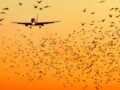 Λιθουανία: Σμήνος πουλιών και όχι drone οδήγησε στο έκτακτο κλείσιμο του αεροδρομίου Βίλνιους