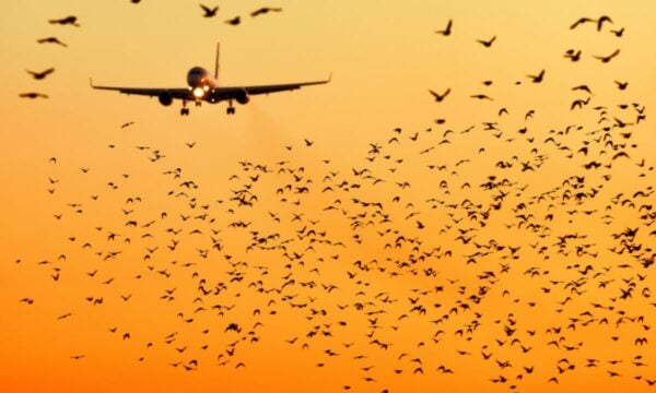 Λιθουανία: Σμήνος πουλιών και όχι drone οδήγησε στο έκτακτο κλείσιμο του αεροδρομίου Βίλνιους