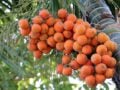 Ινδονησία: Ψυχοδραστικές ουσίες χρησιμοποιούνταν ήδη πριν από 25.000 χρόνια