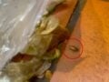Σάλος στις ΗΠΑ: Κατσαρίδες στην κουζίνα γνωστού steakhouse – Εργαζόμενος δημοσίευσε το βίντεο