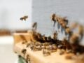 Αυστραλία: Έκλεψαν περισσότερες από 800.000 μέλισσες – Πώς άδειασαν τις κυψέλες χωρίς να πάρουν το μέλι